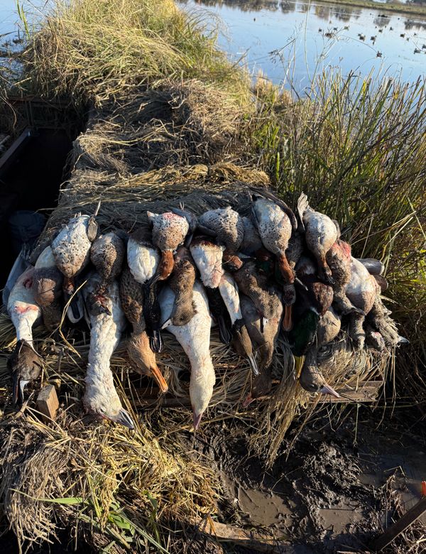 Waterfowl Pursuit Guide Service