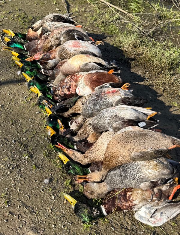 Waterfowl Pursuit Guide Service