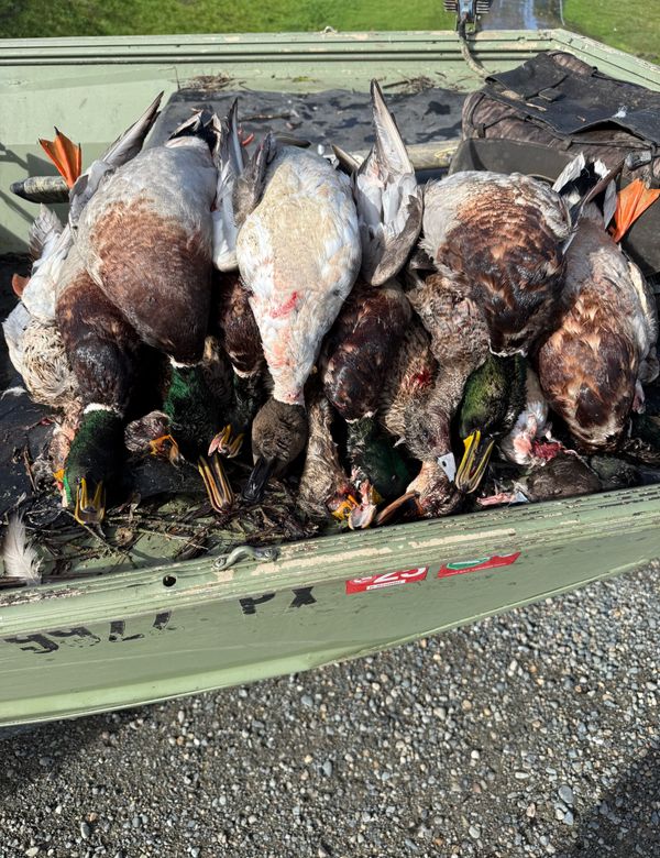 Waterfowl Pursuit Guide Service