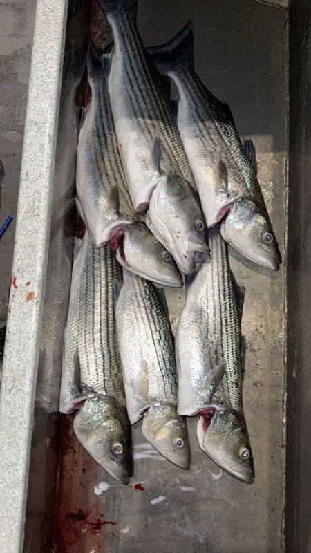 Waterfowl Pursuit Guide Service