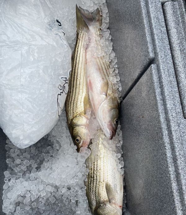 Rockin N Rowan Fish Charters