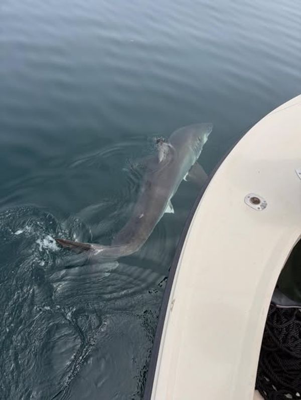 Polaris Fishing Charters