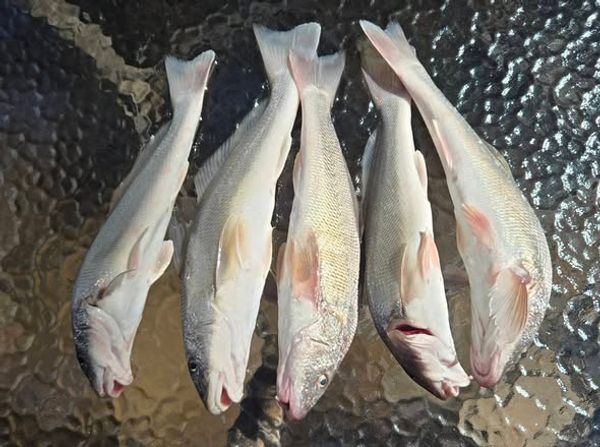 Reel Healin Outdoors