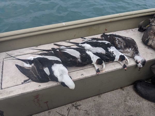 Canvasback Outfitters and Sportfishing