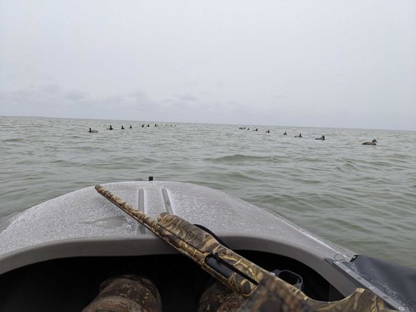 Canvasback Outfitters and Sportfishing