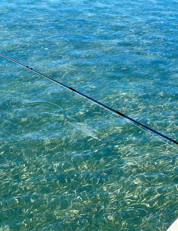 TAMPA BAY FISHING CHARTERS