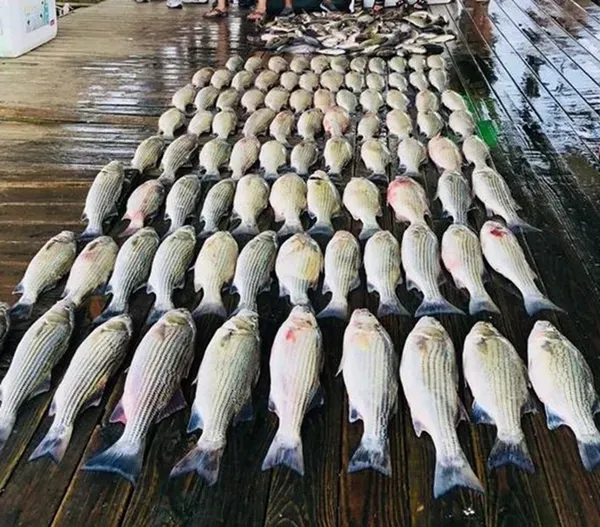 Texoma Striper Adventures