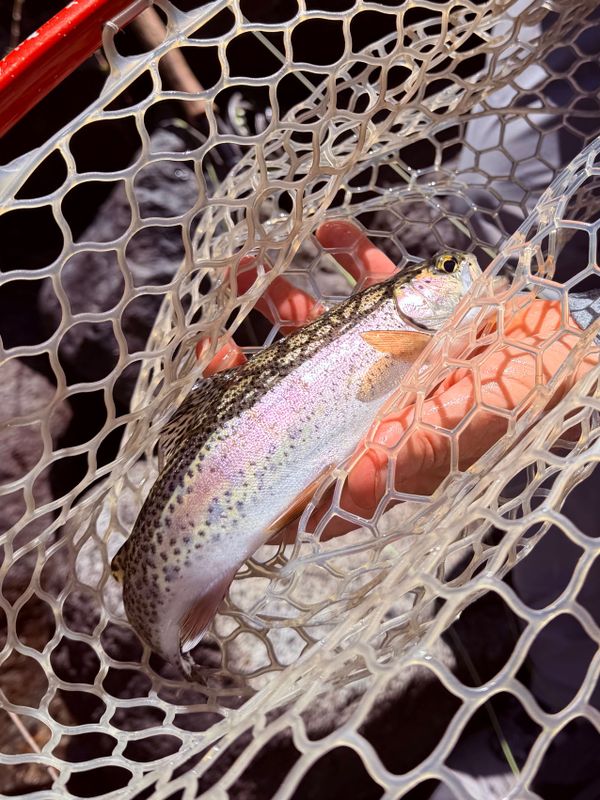Kings River Fly Guide
