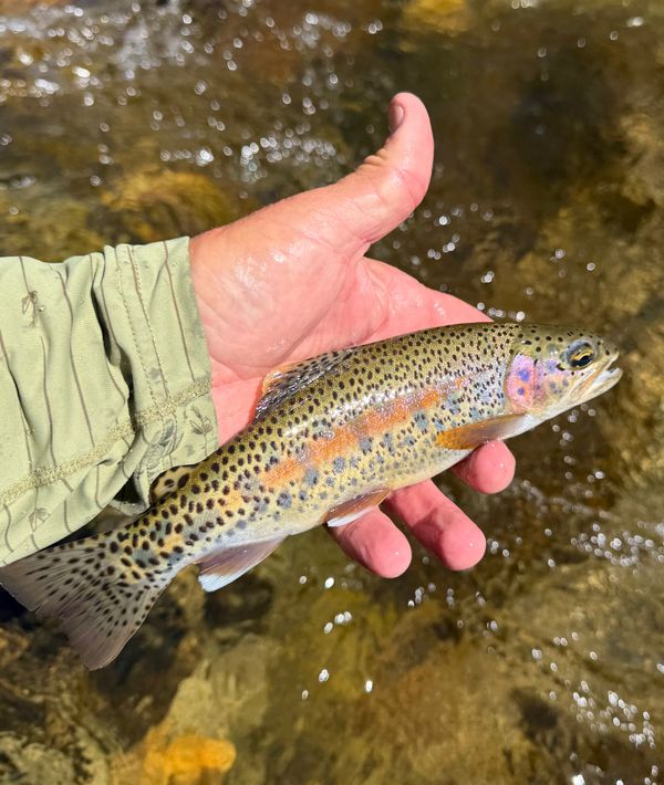 Kings River Fly Guide