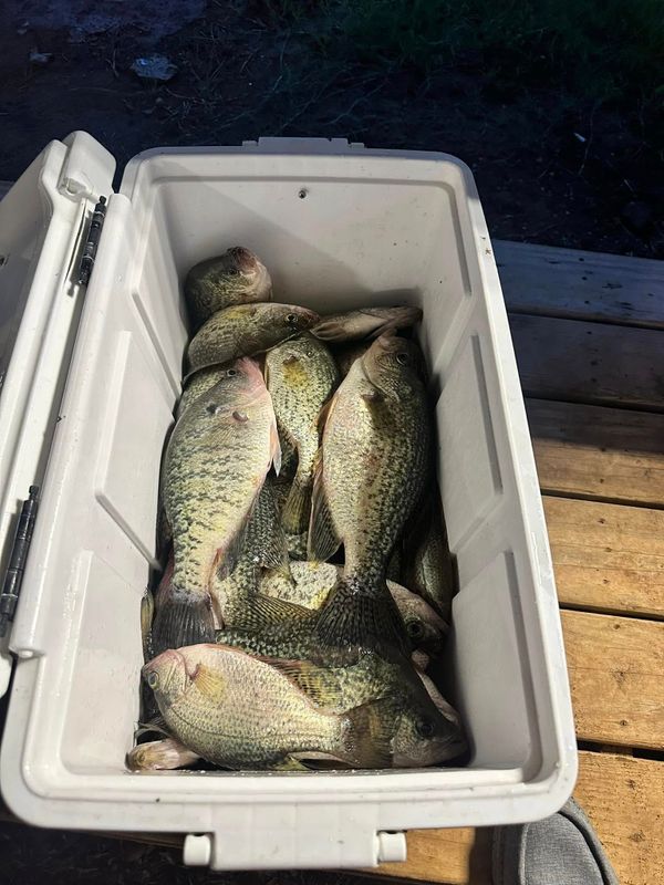 Perch Jerkers Guide Service