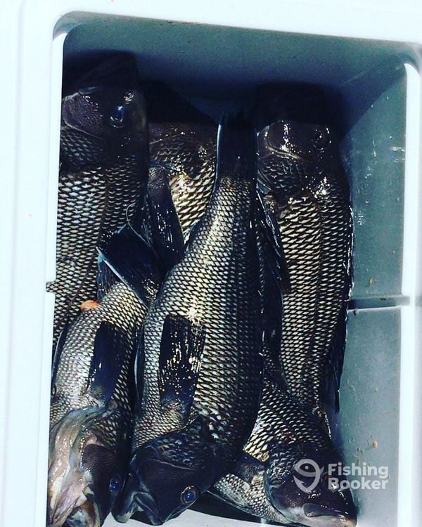 Fish N Party Charters
