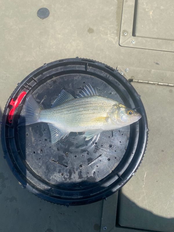 Coosa River Outfitters