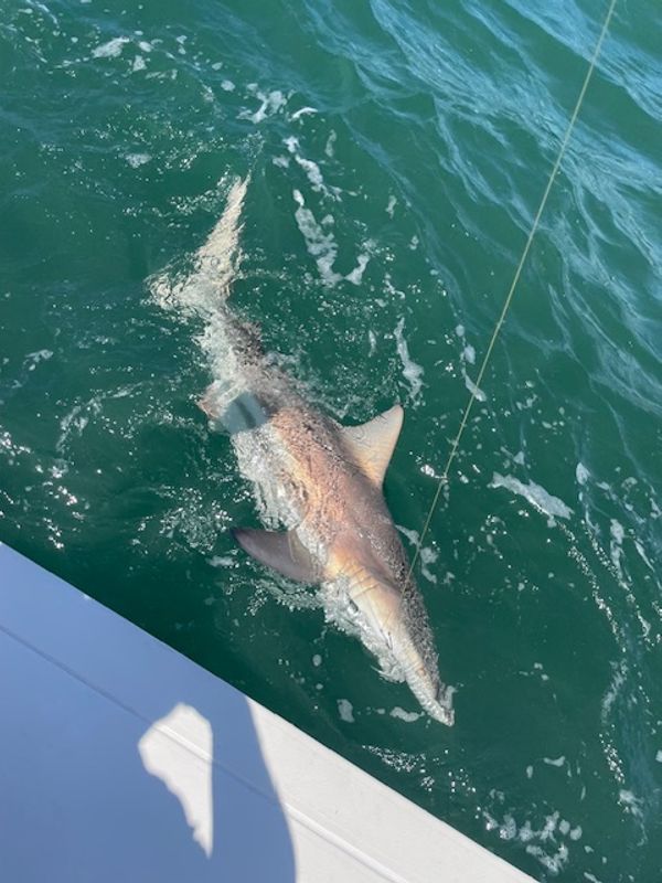 Good Times Fishing Adventures