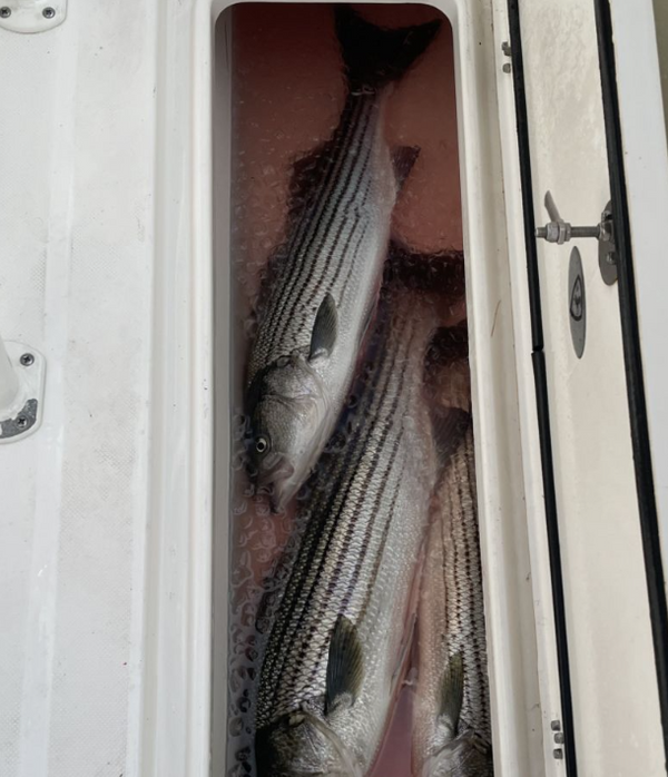 Dead On Sportfishing