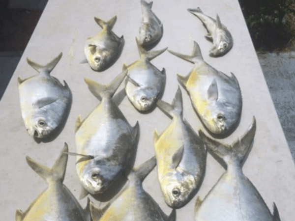 Surf Fishing Trips