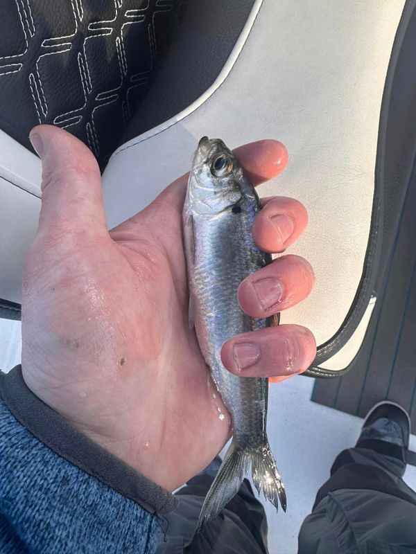 Cap’n Hoek Fishing Adventures