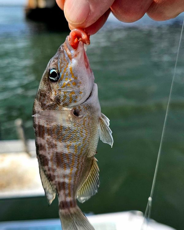Brynnie-B Inshore Fishing