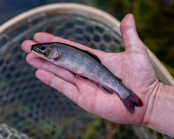 Dirty Verde Outfitters