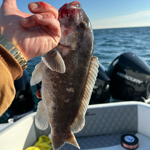 Shoot'em Sportfishing Charters