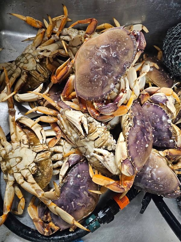 Pacific Odyssey Dory Charters 