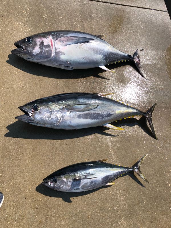 Makai Charters