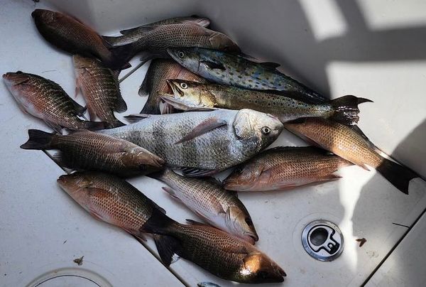 Fish Fins And Grins