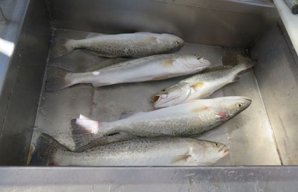 Lone Star Charters TX