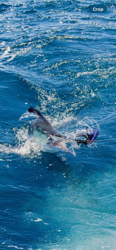 Grizzly Creek Charters