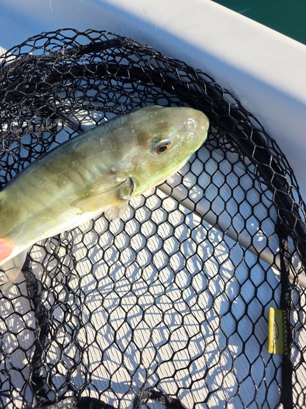 Chosen One Fishing Charters