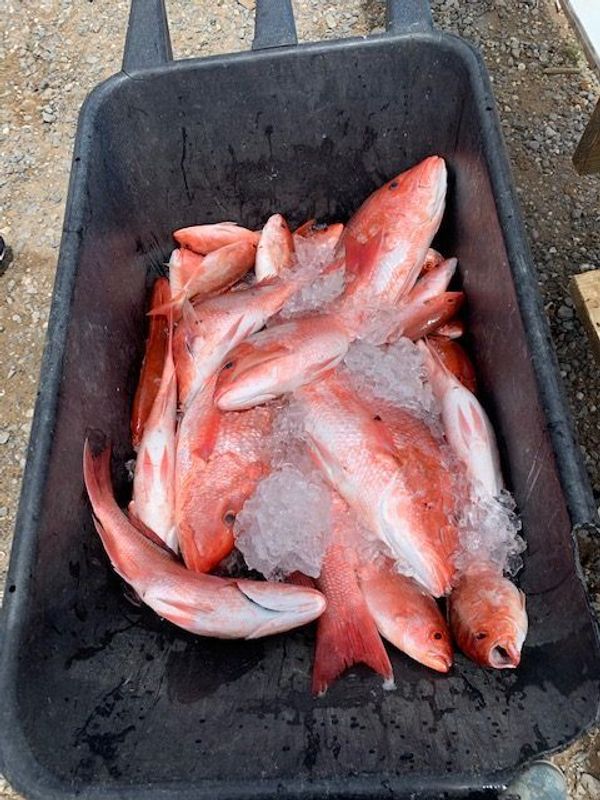 Gulf Bay Charters