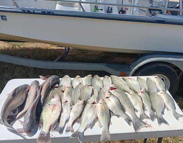 Krazy Fins