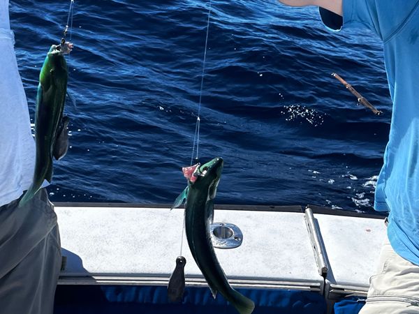 Tuna Wahoo Charters