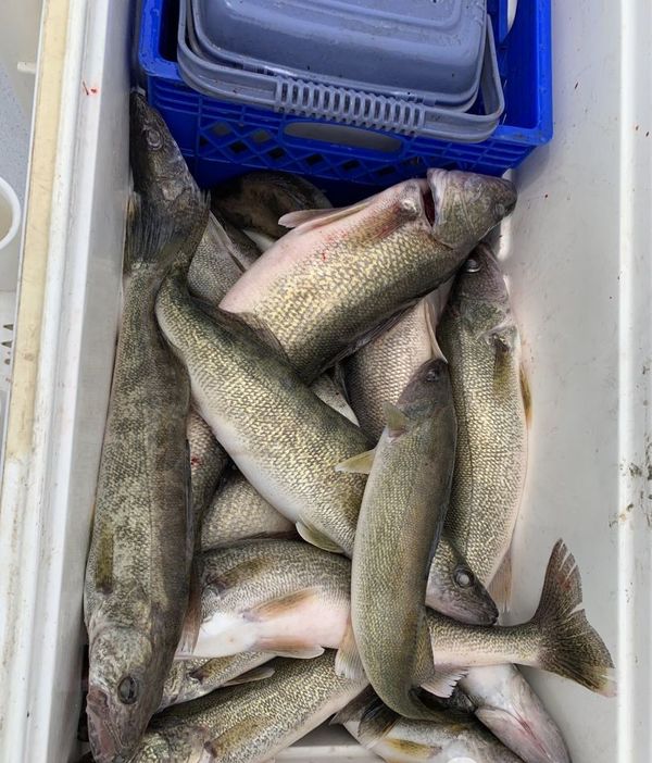 Myrmidon Fishinful Charters