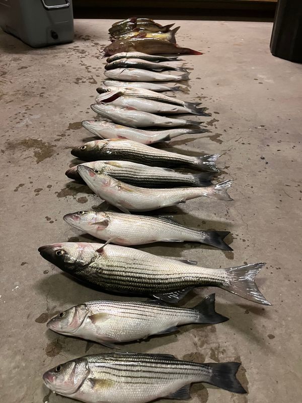 No Limit Fishing