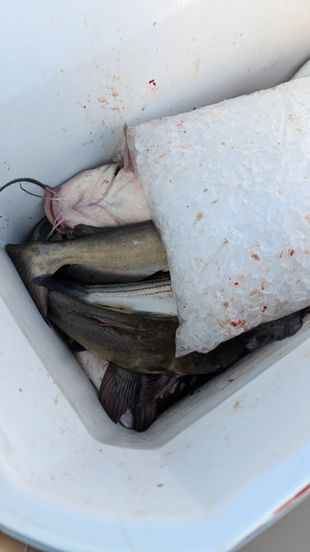 No Limit Fishing