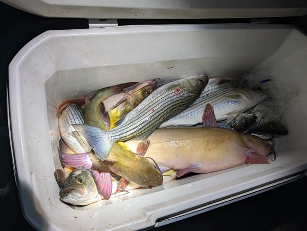 No Limit Fishing