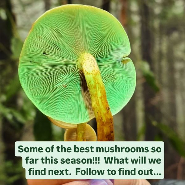 InstaForager