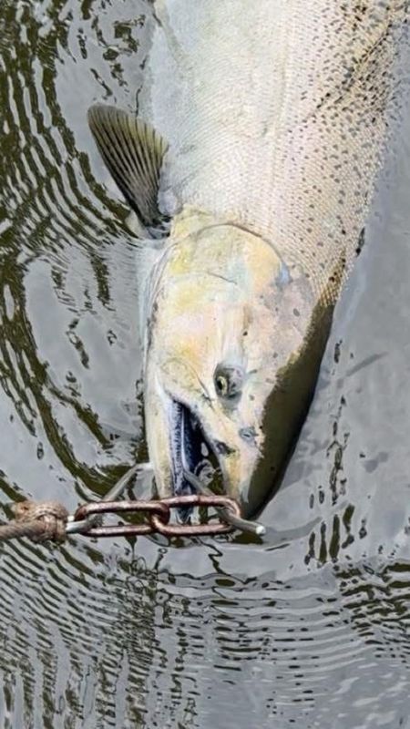 Chunky Monkey Charters