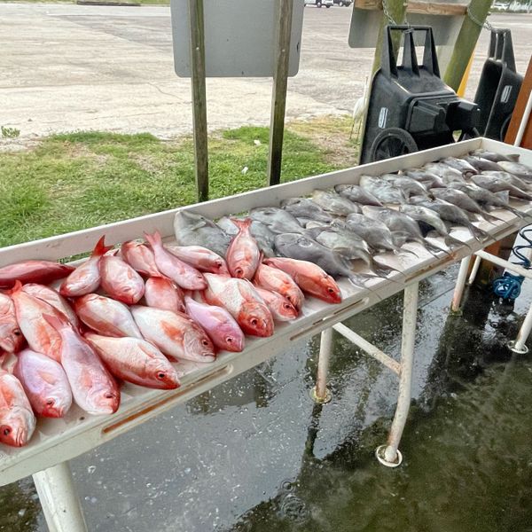 Reel Adventures Fishing Charters