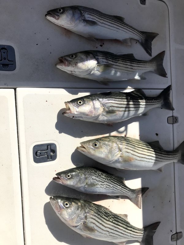 Josie Mac Sportfishing