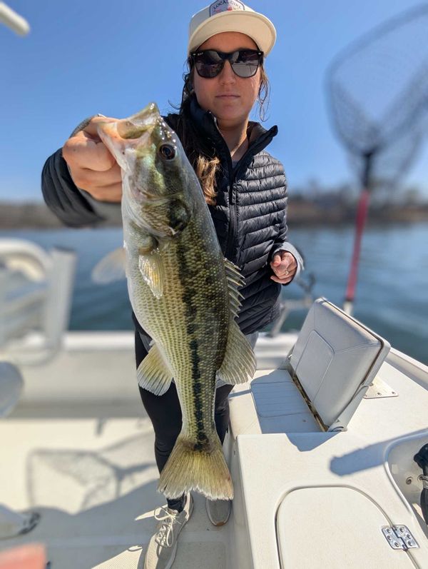 No Excuses Striper Fishing On Lake Lanier