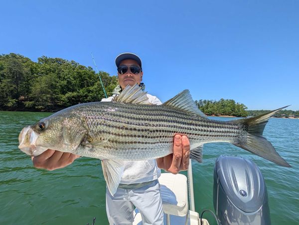 No Excuses Striper Fishing On Lake Lanier