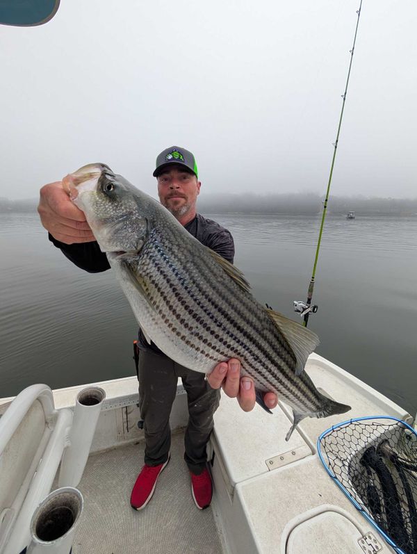 No Excuses Striper Fishing On Lake Lanier