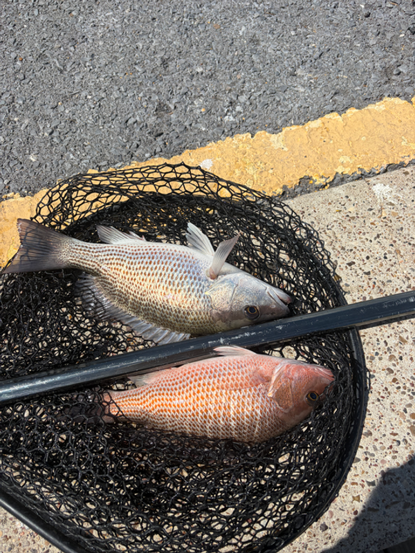 Today We Fish Charter and Adventures