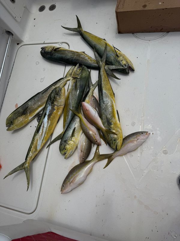 Lower Keys Offshore Adventures