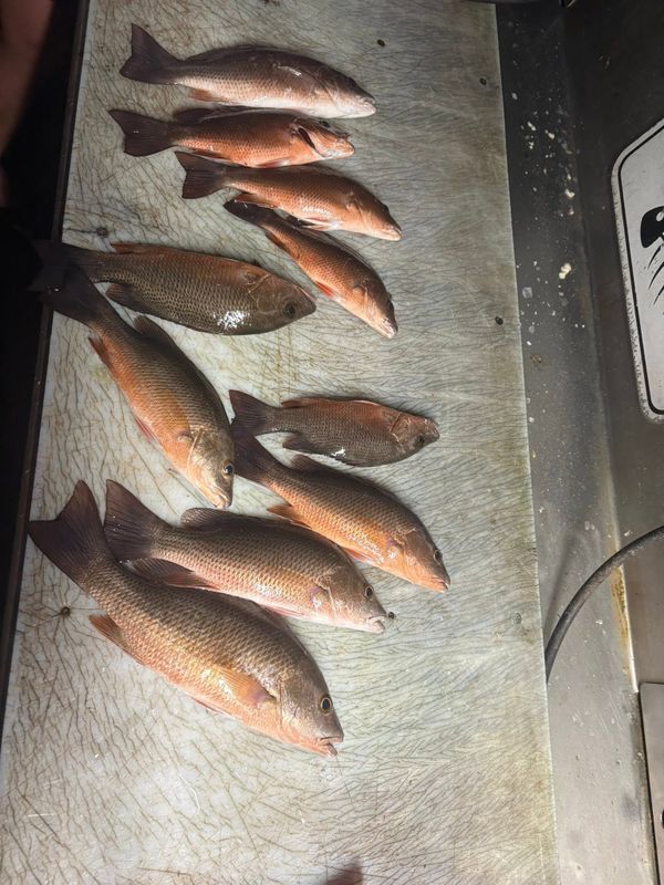 Port Fishing Charters