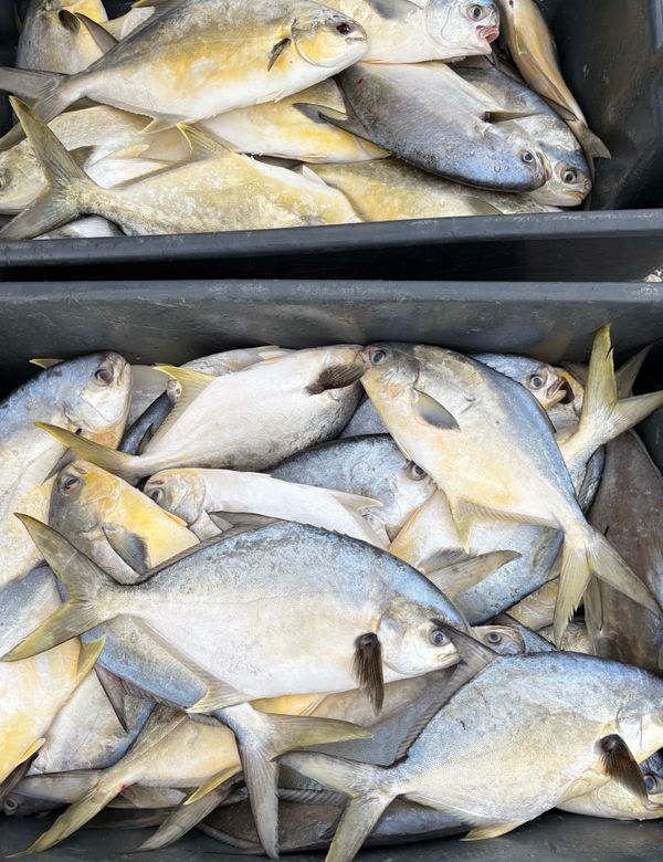 Port Fishing Charters