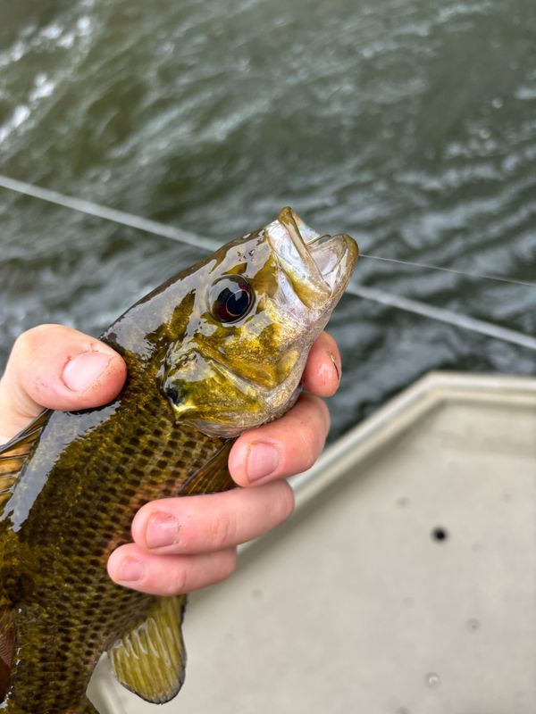 REEL’D IN OUTDOORS GUIDE SERVICE