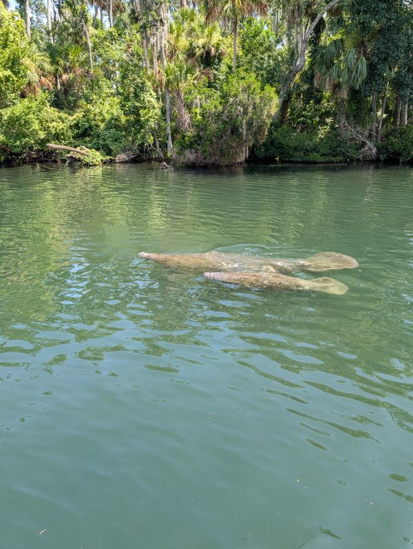 Renegade Sportfishing SD LLC