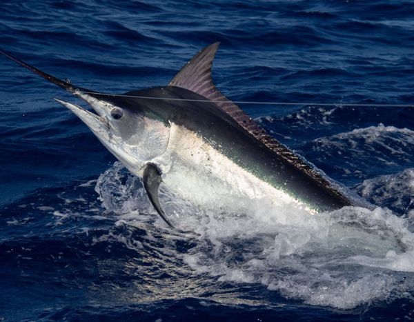 Reel Havoc Sportfishing